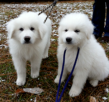 Remy LeBeau & Sonya - Our New Pyr Puppies
