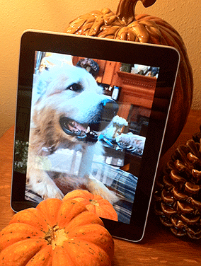 Sasha - Our Great Pyrenees